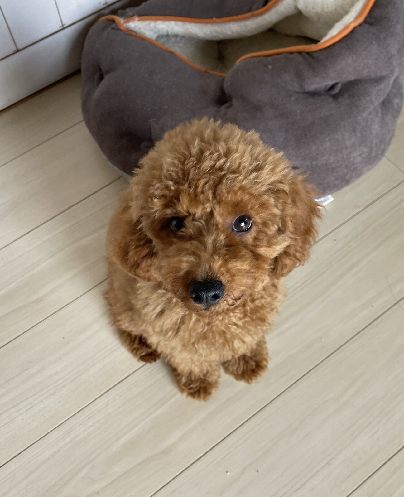心臓手術を乗り越えたミニ 神奈川県 犬の里親募集 31 ペットのおうち 月間利用者150万人