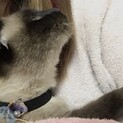 8歳のシャム猫