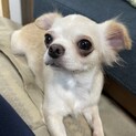 人が大好きキス魔のチワワ♀モナカちゃん