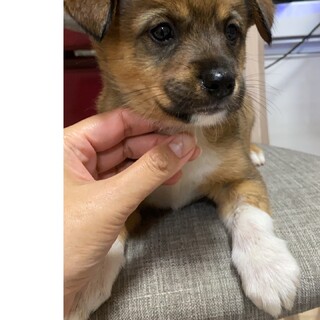 ポンちゃんの家族を探してます