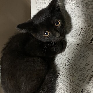 仔猫の里親募集中！
