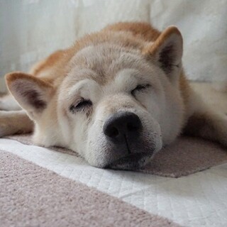 寒さが身に沁みます、ハルタの家族募集中