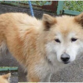 9キロなつっこいこ