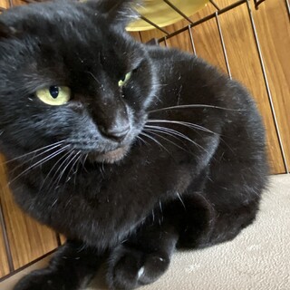 メス猫ちゃん！
