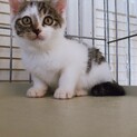 可愛いスダコちゃん（╹◡╹）