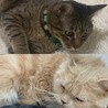 愛知の寅治郎&るな