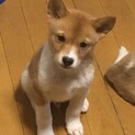 トライアル決定かわいい男の子、こう君です