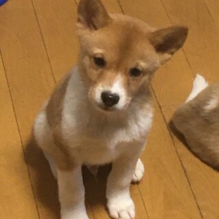 トライアル決定かわいい男の子、こう君です
