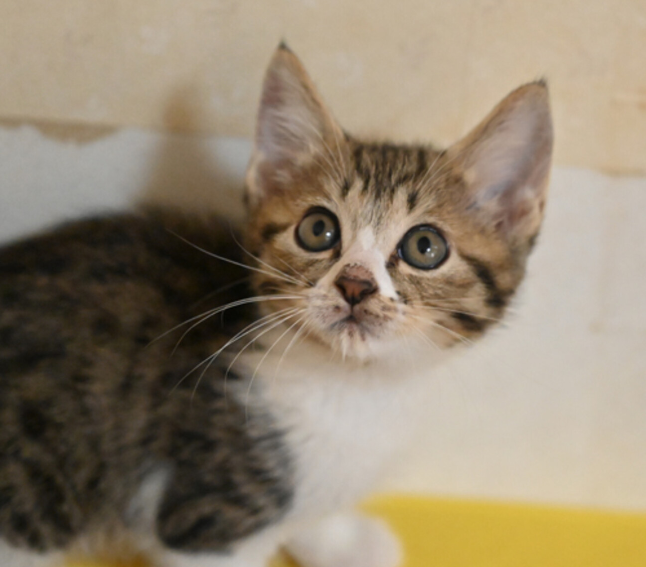 こう「見つめる先に…トイプードル」「こちらを向いて…白キジ猫」 ココさかだちして │ セガ フェイブ トイ製品情報公式
