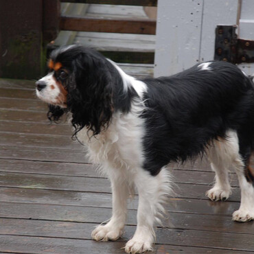 8番犬　先月死去　生命とは