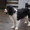 8番犬　先月死去　生命とは