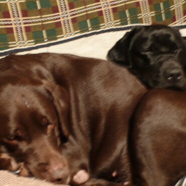 仲良しの2番犬と4番犬