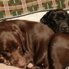 仲良しの2番犬と4番犬