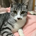 サバ白の美猫ちゃんです！