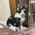 模様がかわいい三毛の子猫ちゃん！