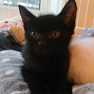 ゆるゆる男子 ごまちゃん♪