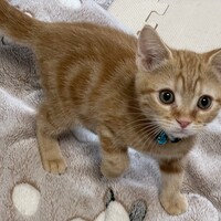 テテ
