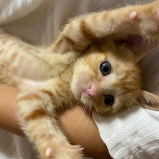 【譲渡会参加】可愛い茶とらくん