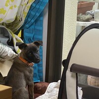 コハク