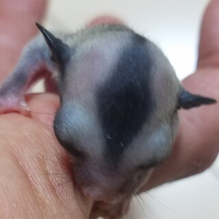 フクロモモンガ♂️里親募集　二匹