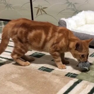 おっとり、甘々な甘えん坊！５匹兄妹保護しました