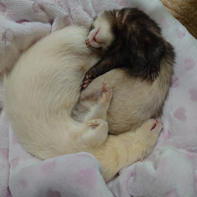 ゆりの花のカバー写真