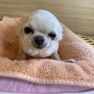 チワワ女の子