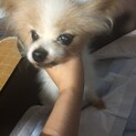 パピヨン　15歳　老犬　メス