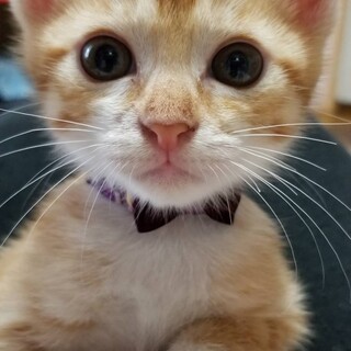 【譲渡会参加】可愛い茶白くん