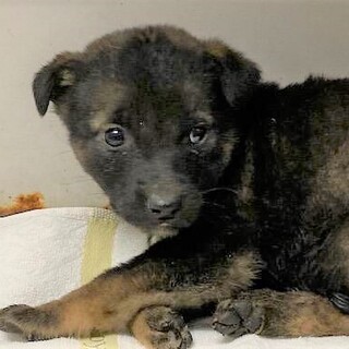 山形県が募集対象のすべてのペット里親募集情報 ペットのおうち 月間利用者150万人