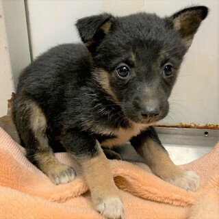 山形県が募集対象のすべてのペット里親募集情報 ペットのおうち 月間利用者150万人