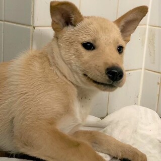 ◆可愛い子犬◆を家族に迎えませんか？ No419