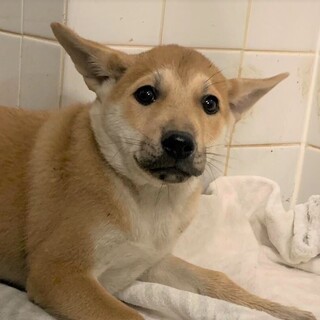 ◆可愛い子犬◆を家族に迎えませんか？ No420