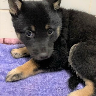 ◆可愛い子犬◆を家族に迎えませんか？ No421