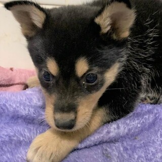 ◆可愛い子犬◆を家族に迎えませんか？ No423