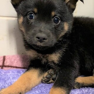 ◆可愛い子犬◆を家族に迎えませんか？ No424