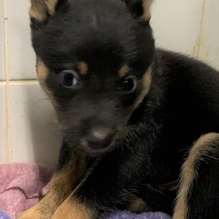 ◆可愛い子犬◆を家族に迎えませんか？ No425