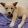 ◆可愛い子犬◆を家族に迎えませんか？ No426 サムネイル2