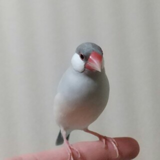 シルバー文鳥(生後約半年)の里親募集