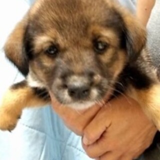 千葉県の犬の里親募集情報まとめ ペットのおうち 月間利用者150万人