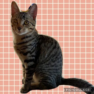 キジトラかのこちゃん