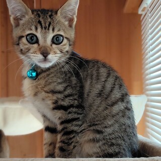 募集停止❤️キジトラ男子元気