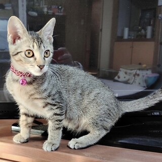 募集停止❤️キジトラ女子亜季