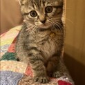 かわいい子猫です！