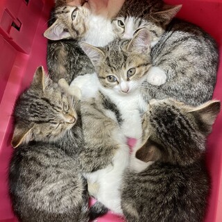 ふわふわもこもこのキジシロ5兄弟