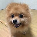 くりくりのお目目が魅力的　チェリーちゃん