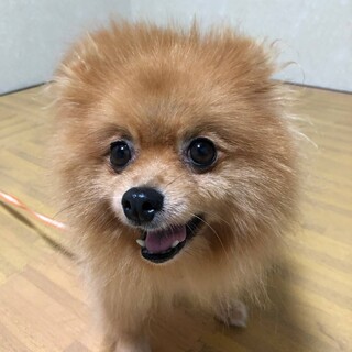 くりくりのお目目が魅力的　チェリーちゃん