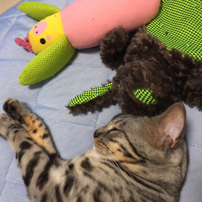 annmaママのカバー写真