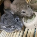 誹謗中傷が多いため。チンチラ里親募集中止