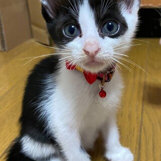 【譲渡会参加】とっても可愛い可愛い女の子